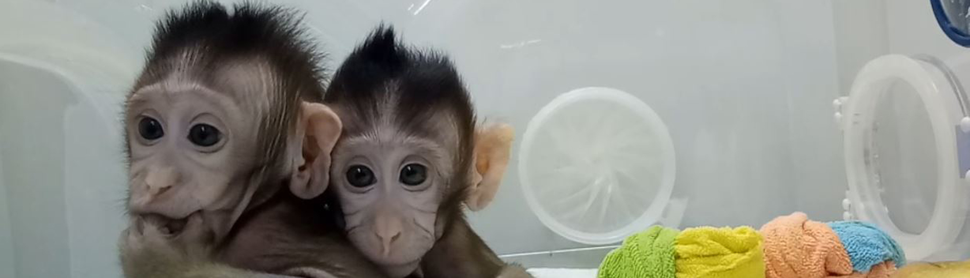 中科院腦智卓越中心團(tuán)隊突破體細(xì)胞克隆猴的世界難題